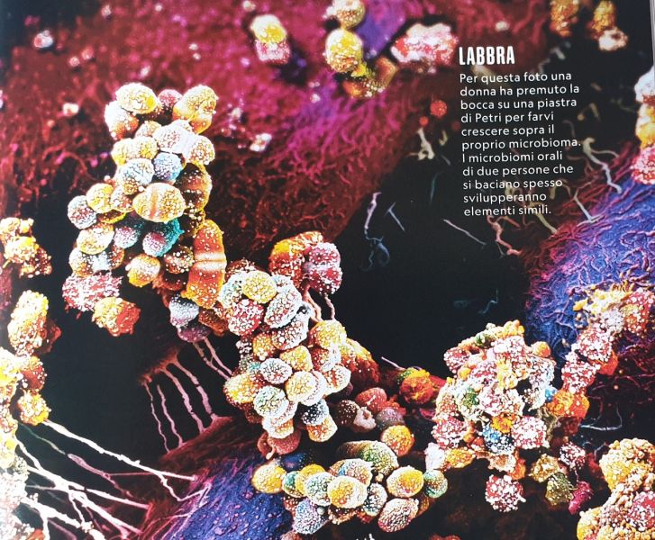 tl_files/News/microbiota.jpg