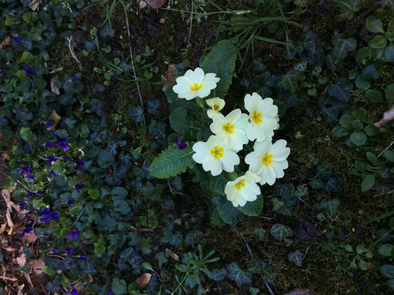 tl_files/News/primula.jpeg